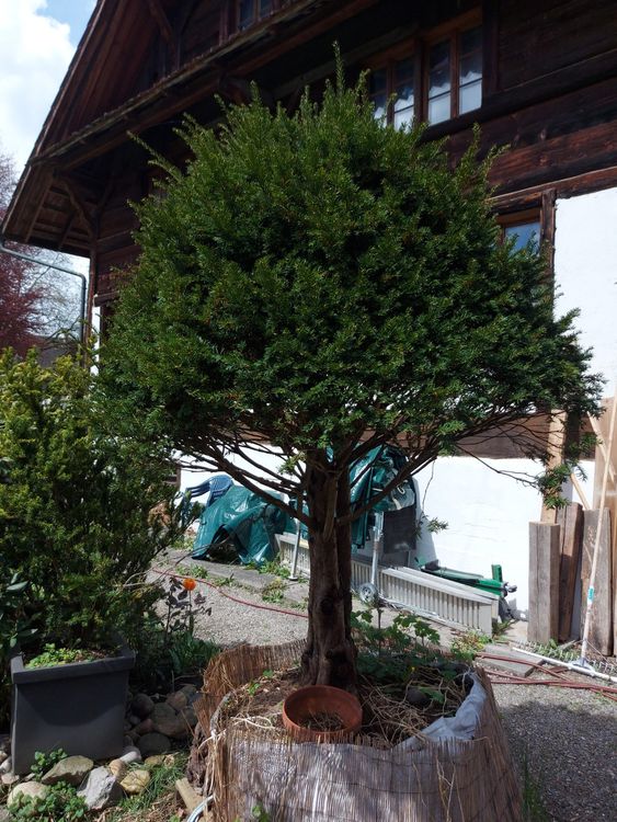 Eibe Bonsai Schirmförmig 2.3m Kaufen auf Ricardo