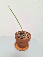 Winterharte Zwergpalmen (Chamaerops humilis)