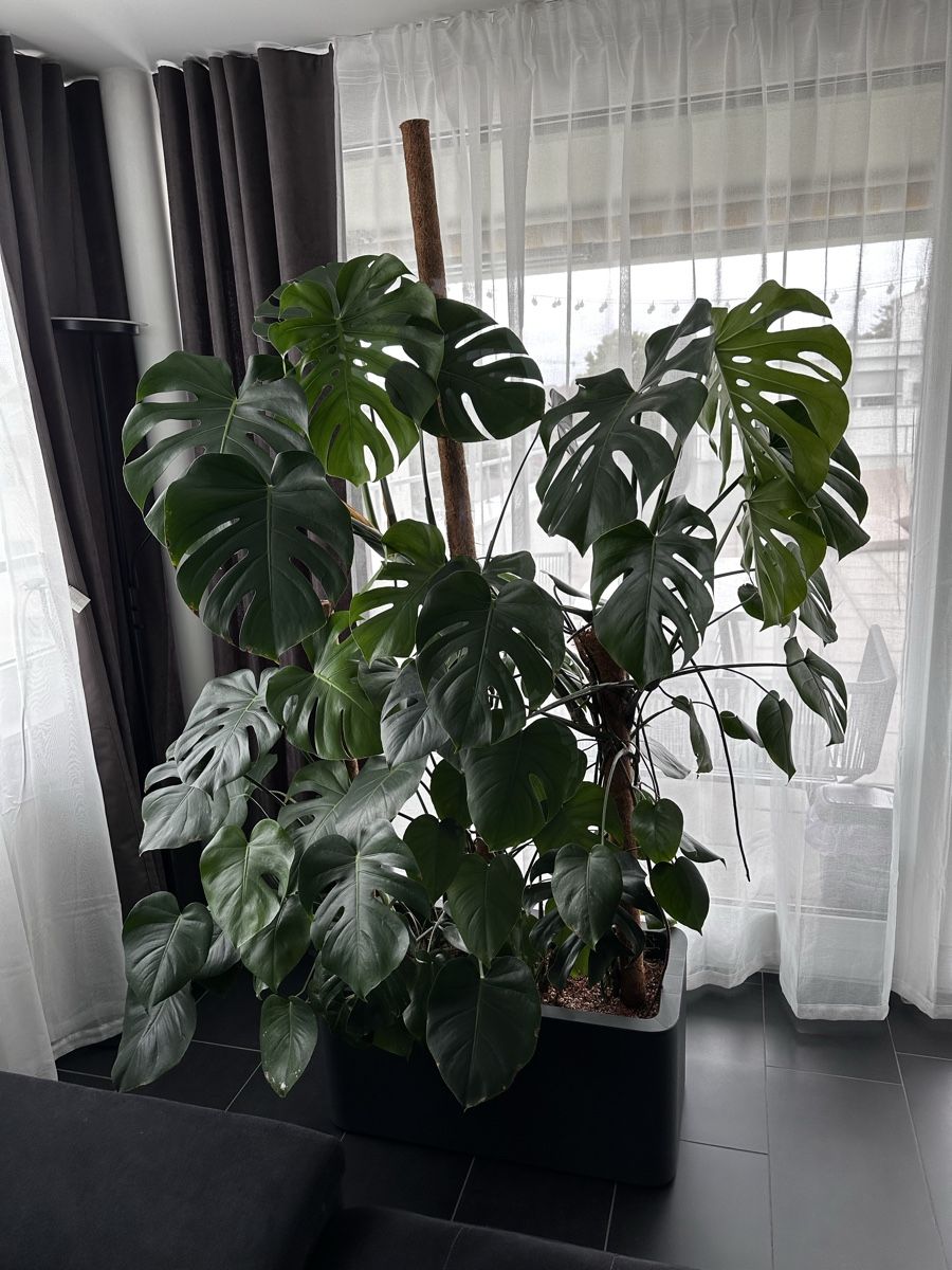 Plantes & graines: Monstera – D'occasion à Wallisellen par ara_x5m5 2