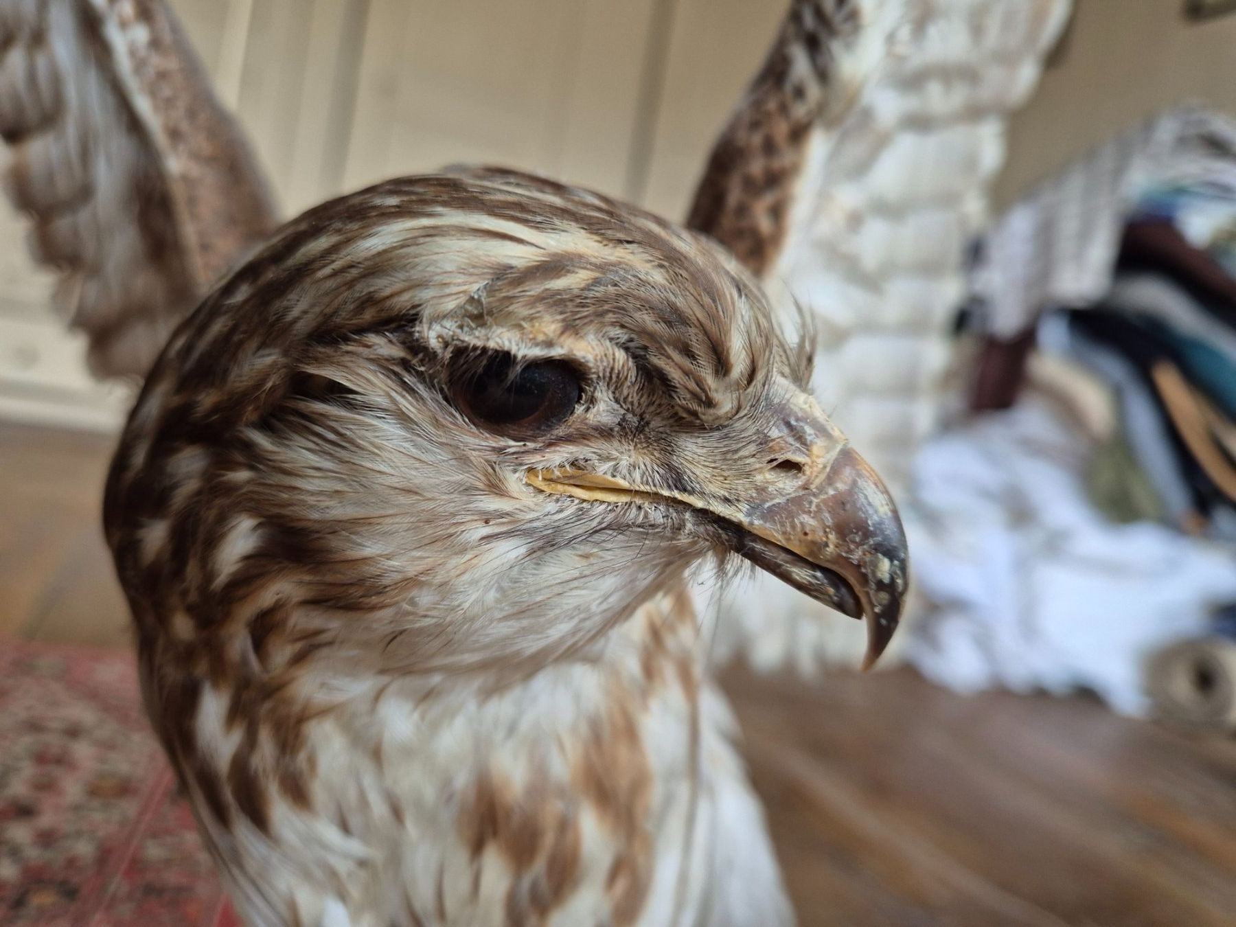 Monde des animaux: ausgestopfter Vogel – D'occasion à Brunnadern par eichmann.anton 4