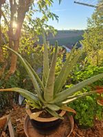 Aloe Vera Pflanze gross mit Topf