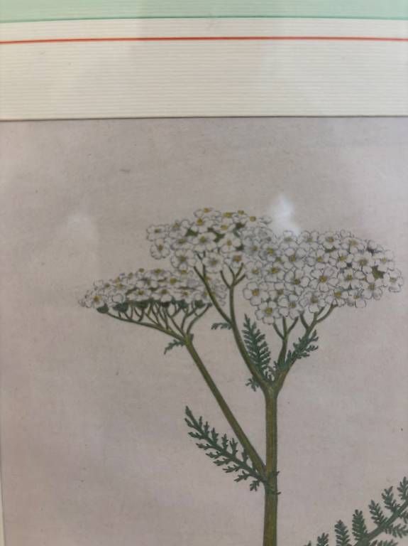 Foto & Immagini: Botanische Zeichnung – Usato da Basel venduto da jln_arch_1010 3
