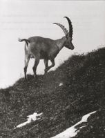 Tourismus, Werbefoto (24x18 cm), Steinbock, Schweizer Alpen