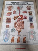 Anatomische Lehrtafel Verdauungsorgane von Rüdiger
