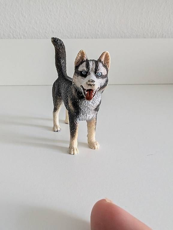 Giocattoli: Schleich Husky Rüde – Usato da Wangen b. Olten venduto da kim_x9zn