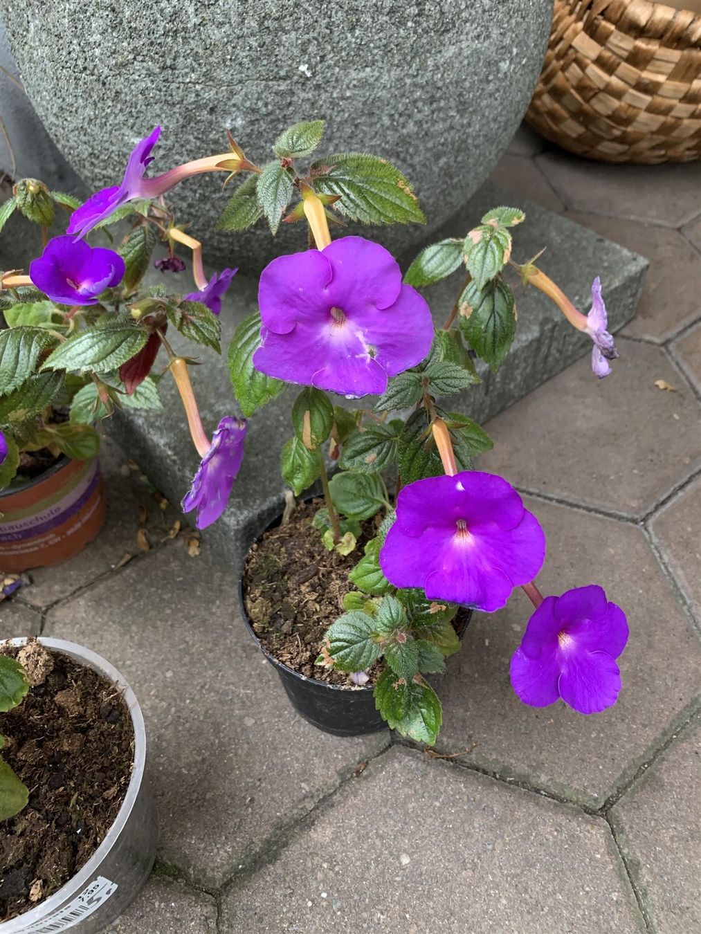Piante & sementi: Schiefteller - Achimenes c. - Pflanze! – Nuovo (secondo la descrizione) da Steffisburg venduto da Calceolaria