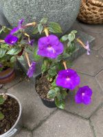 Schiefteller - Achimenes c. - Pflanze!