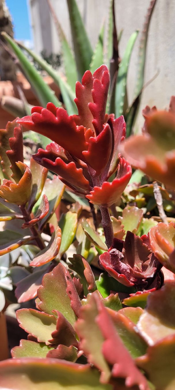 Piante & sementi: Kalanchoe Stecklinge – Nuovo (secondo la descrizione) da Zürich venduto da The_Plant_Wizard 4