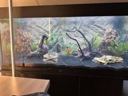 Aquarium complet Juwel avec filtre Eheim Experience et décor