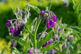 Arznei-Beinwell - Symphytum officinale - 30 Samen