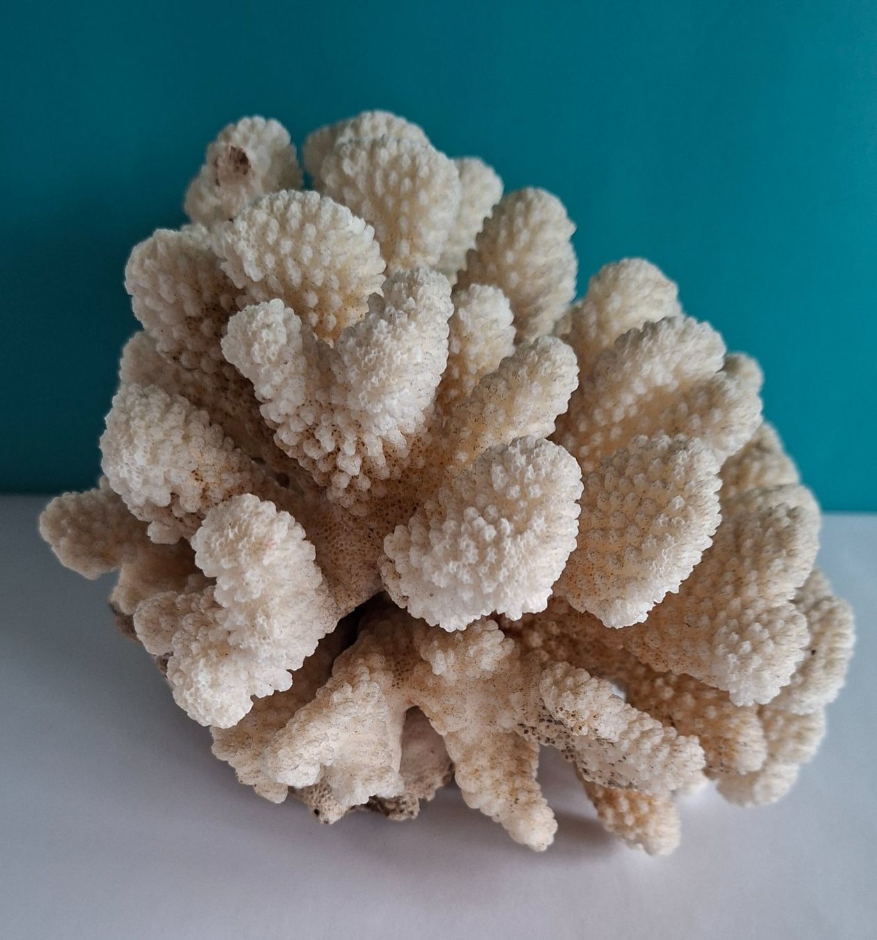 Tutte le decorazioni: Grosse Fossil Deko – Usato da Opfikon venduto da Diversamente 4