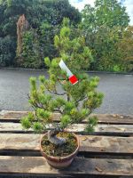 Mini-Bonsai – Pinus pentaphylla | Edle Mädchenkiefer