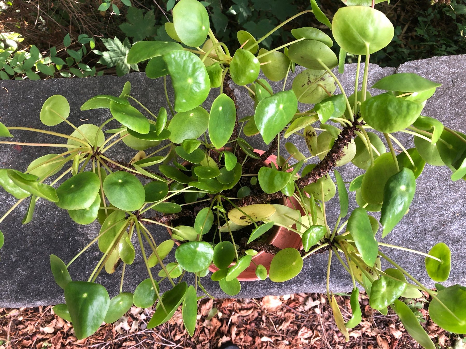Pflanzen & Samen: Ufopflanze chinesischer Geldbaum Pilea – Gebraucht aus Zürich von peterle01 1