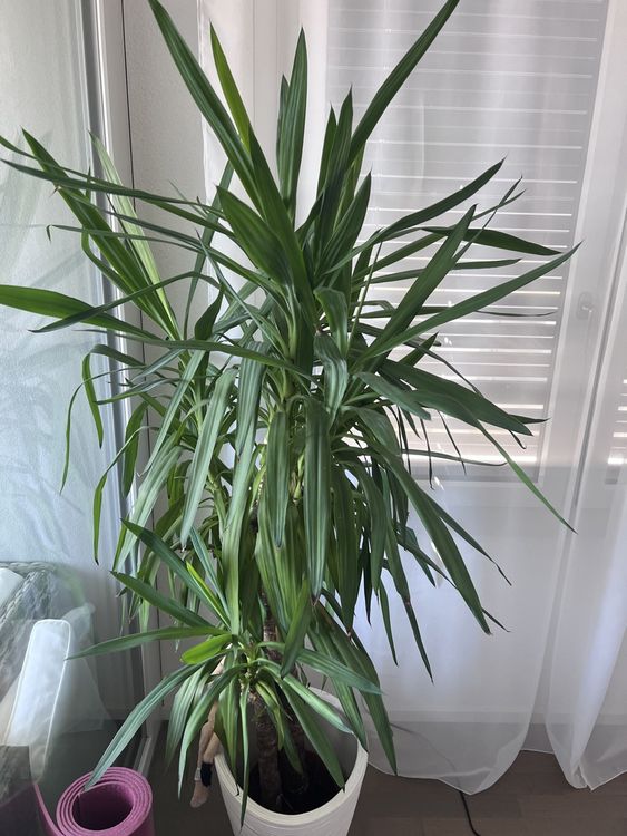 Pflanze YUCCA ELEPHANTIPES Kaufen auf Ricardo