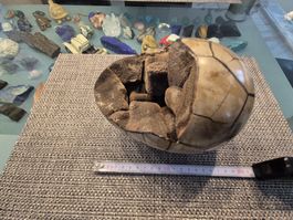 Drachenei Septarien Druse  Rarität Mineralien Kristall Ei