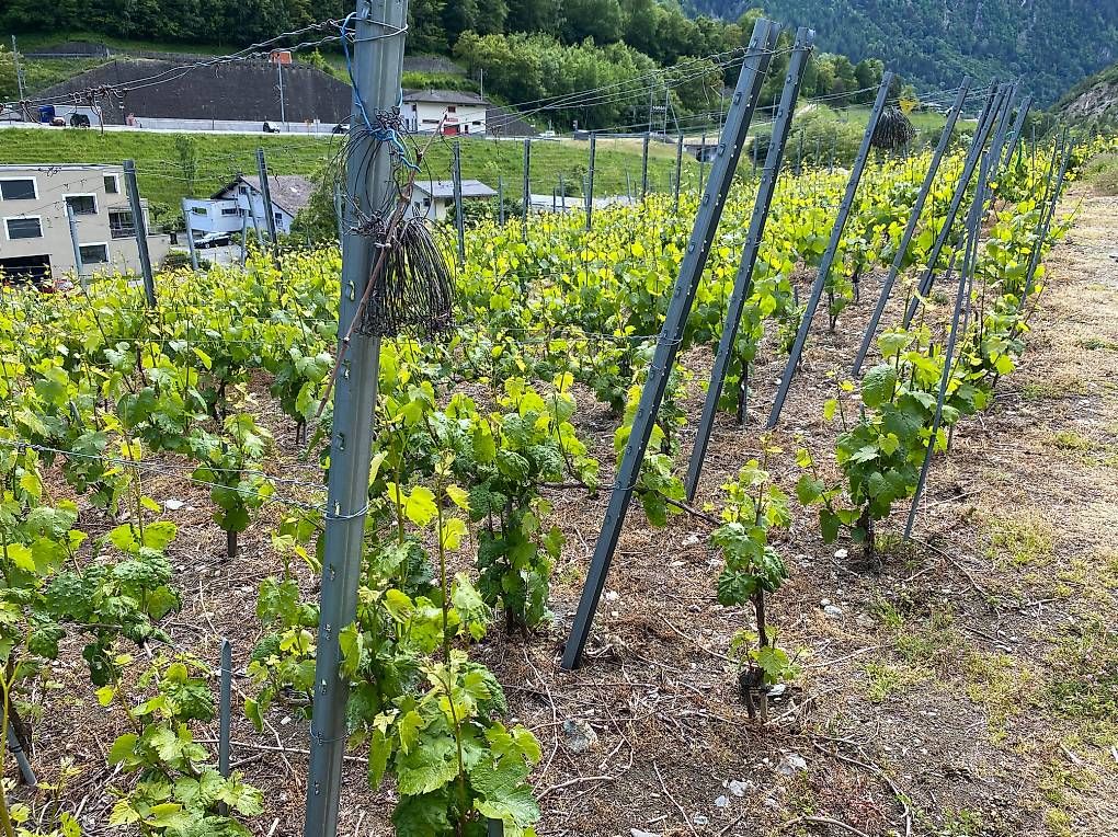 BD: Vigne à ébourgeonner – D'occasion à Martigny par Cavag