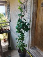 Fächerblattbaum - Ginkgo biloba - 1 Pflanze 150 cm