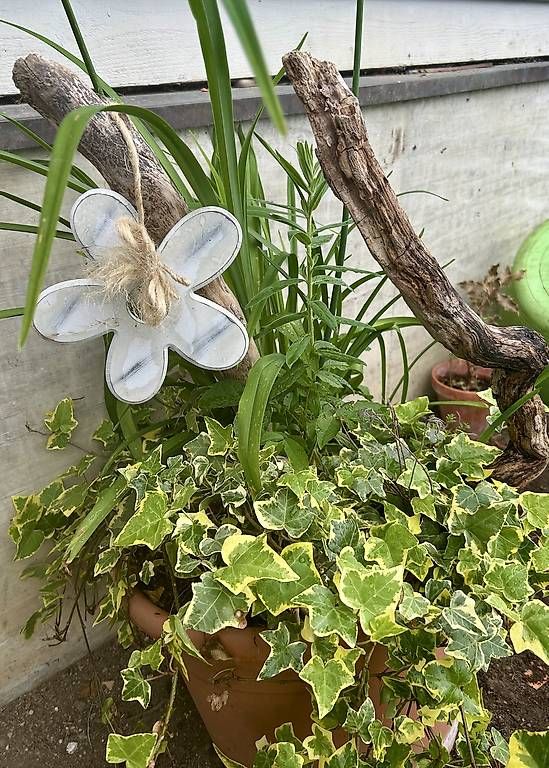 Vasi per fiori: 6 Blumen im Tontopf  – Usato da Frauenfeld venduto da Irene.Schuppli 2