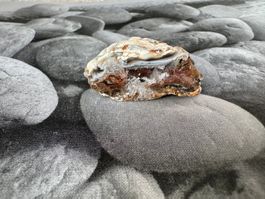 Nuss-Geode