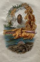 handkolorierter Stahlstich 1843 - Fissurelle radicusel