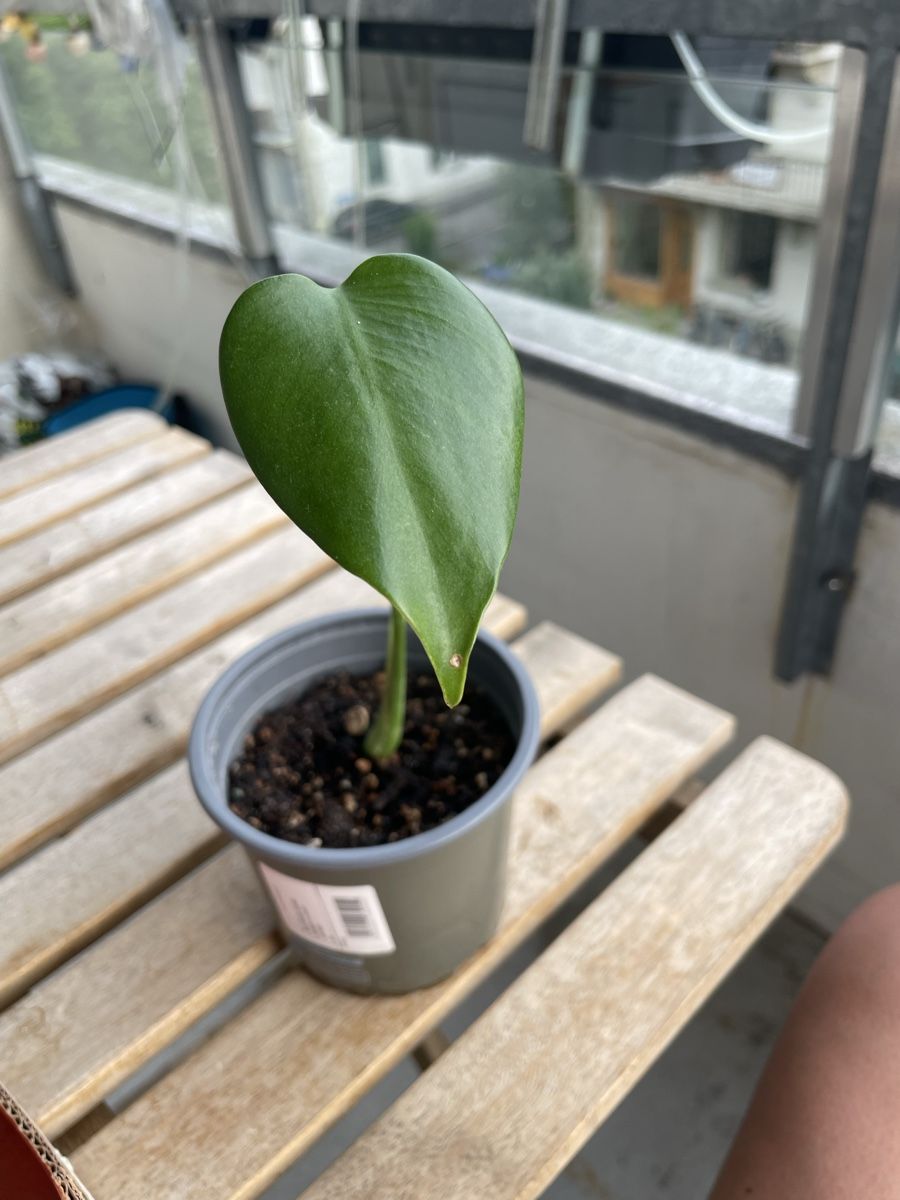Pflanzen & Samen: Baby monstera – Gebraucht aus Bern von adr_62mn