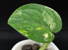 Scindapsus mangurai - Semihydro