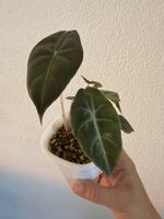 Alocasia Pink Dragon im SB-Topf