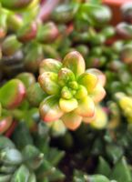Sedum lucidum variegata; Rarität 🌵🪷🌿
