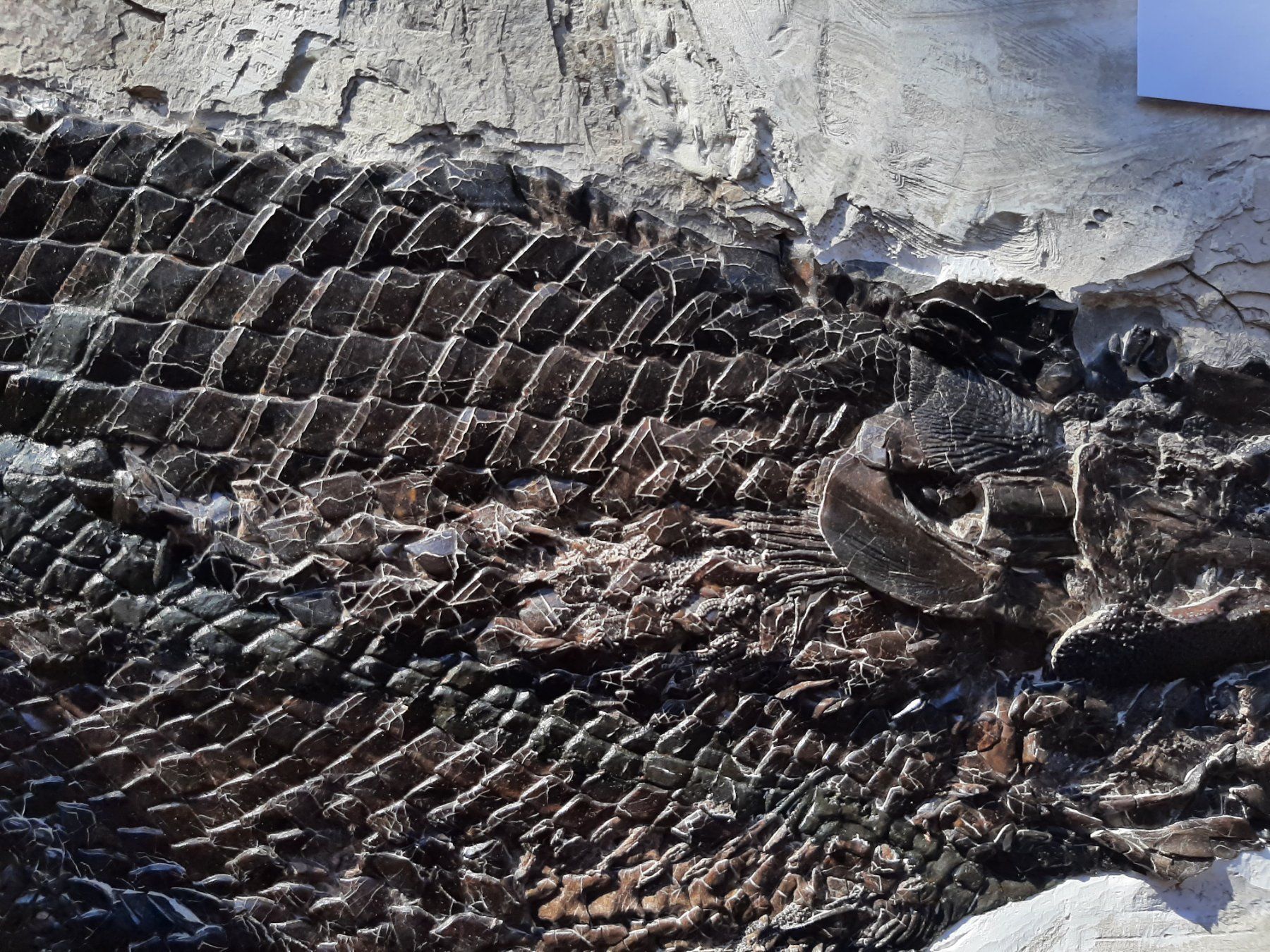 Fossili: Fossiler Fisch, Knochenhecht – Usato da Rickenbach BL venduto da Oktober68 5