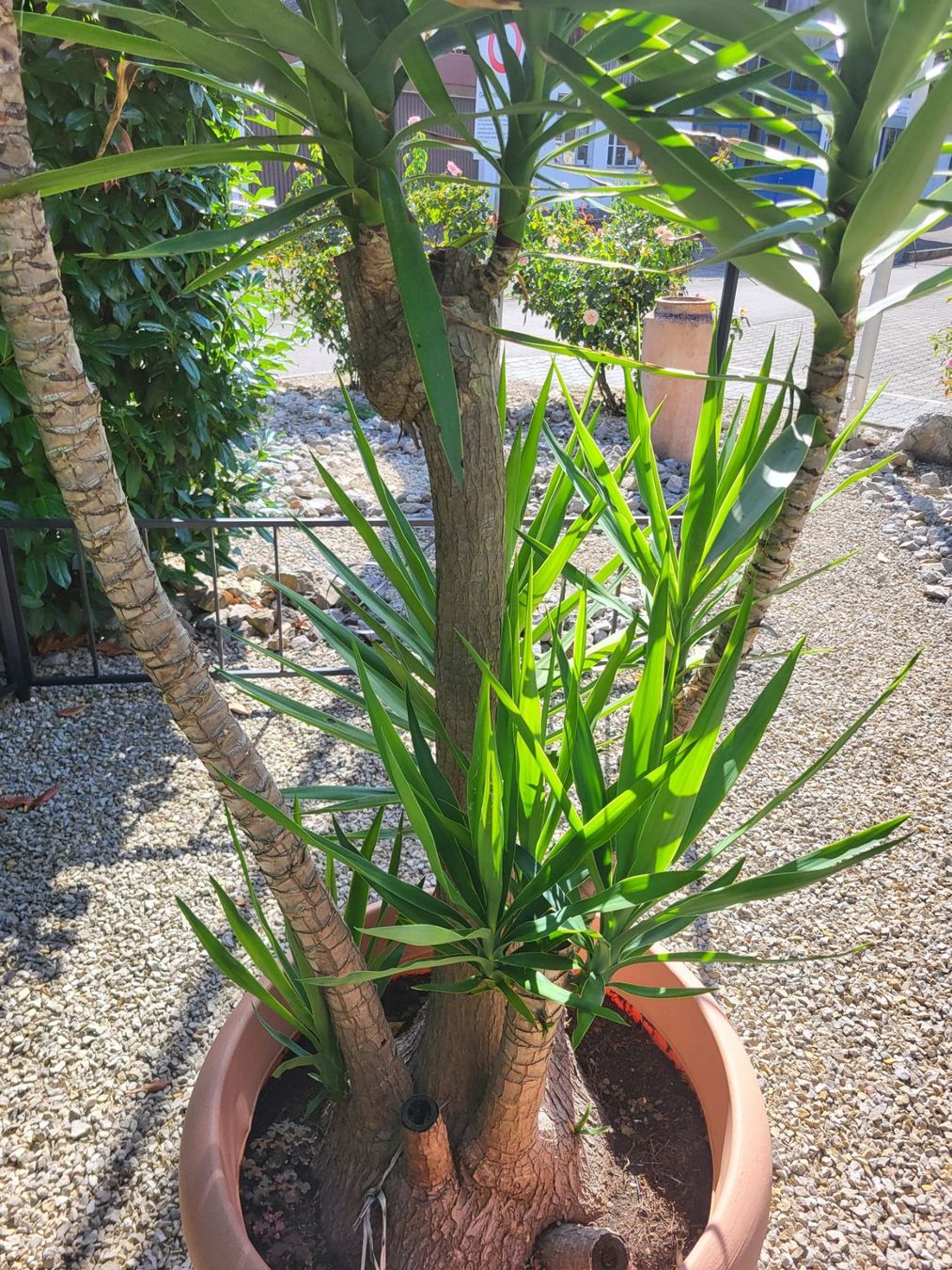 Pflanzen & Samen: Grosse Yuca Palme – Gebraucht aus Unterkulm von siro5726 2