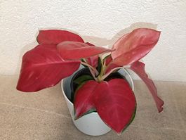Aglaonema