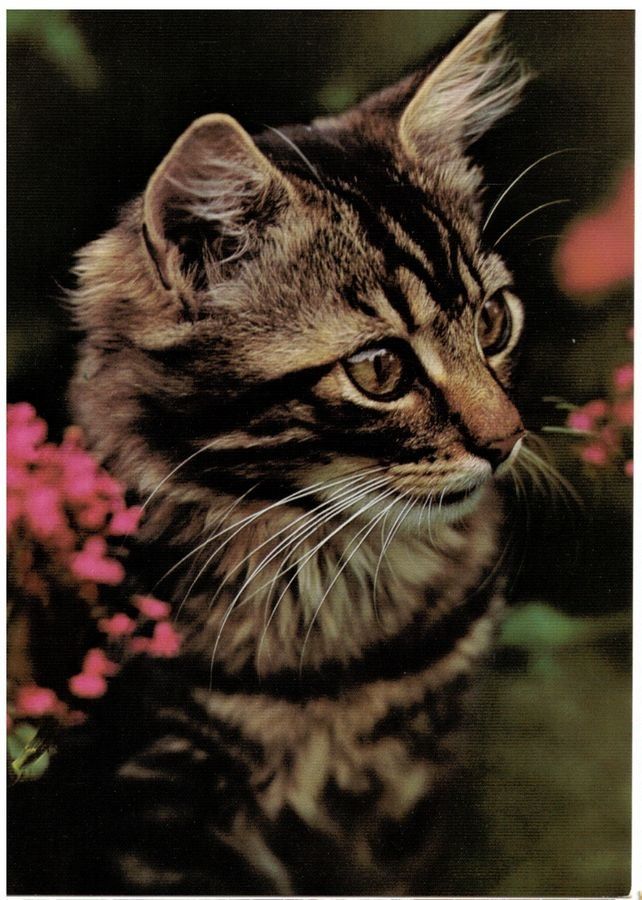 Ansichtskarten: Hauskatze, geschätzt 1975 – Gebraucht aus Frauenfeld von POML
