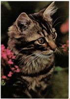 Hauskatze, geschätzt 1975