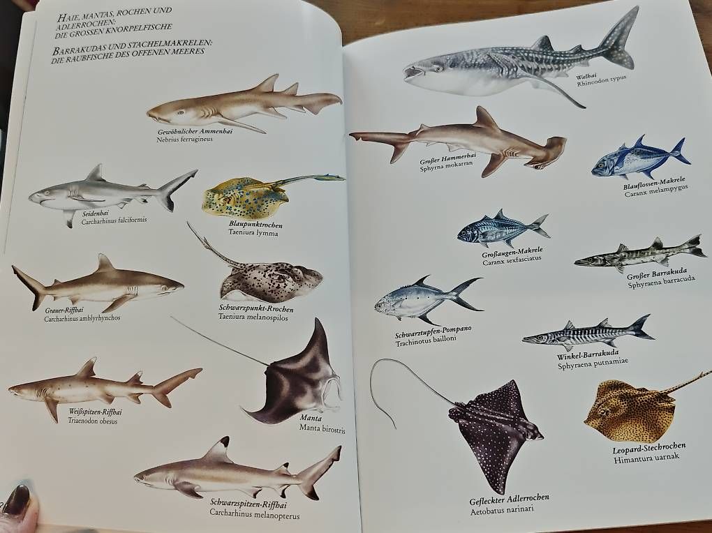 Libri: Das rote Meer – Usato da Kirchdorf AG venduto da Aloe11 4