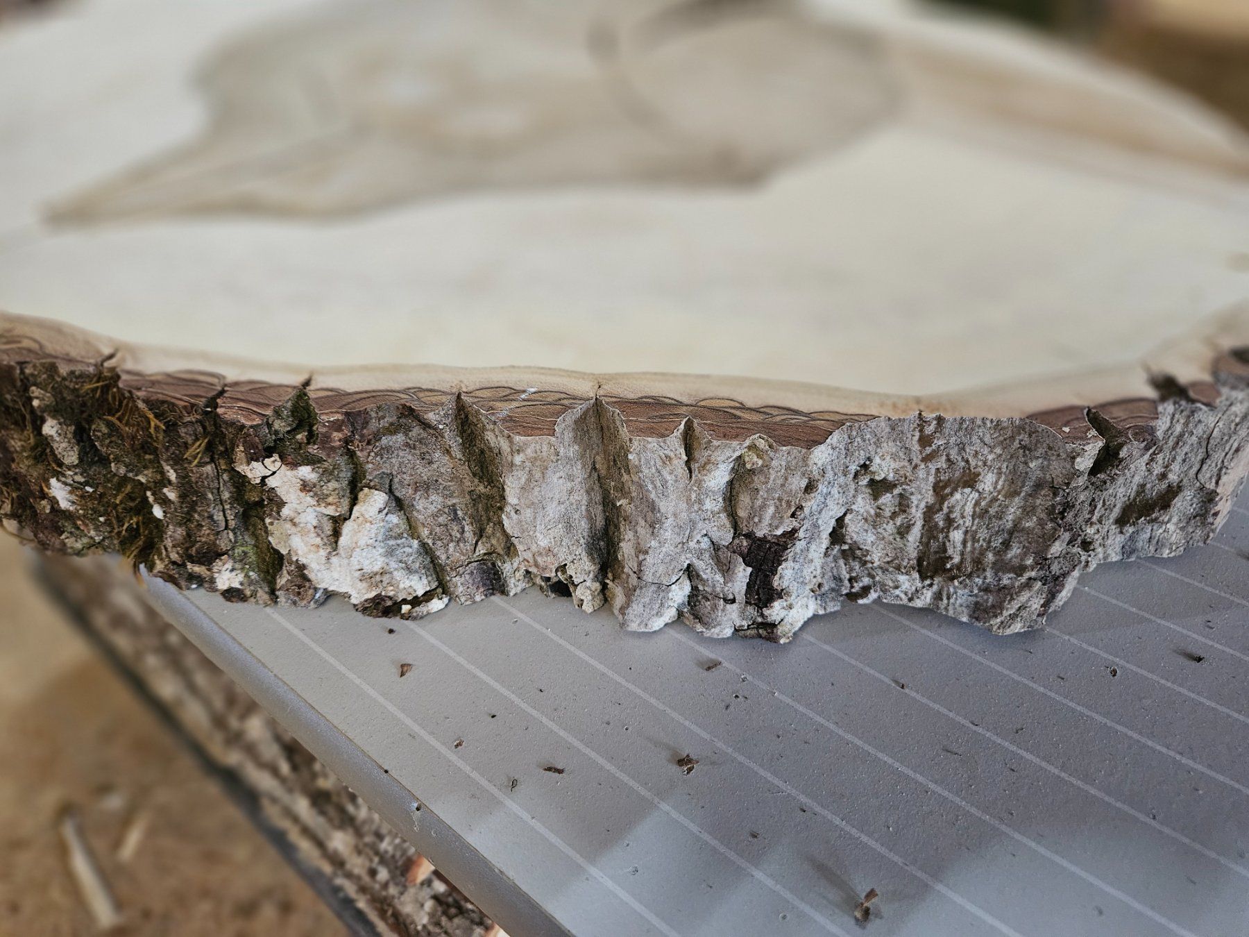 Holzartikel: Nussbaum Holz Baumscheibe – Neu (gemäss Beschreibung) aus Schangnau von egli6.2 3
