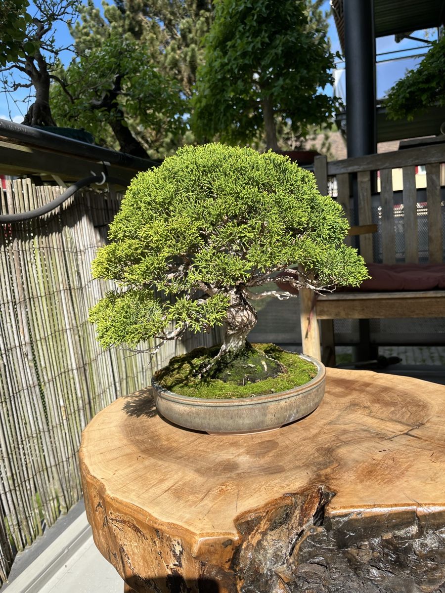 Piante & sementi: bonsai shoin, juniperus chinesis itoigawa – Usato da Lengnau BE venduto da Meij 4