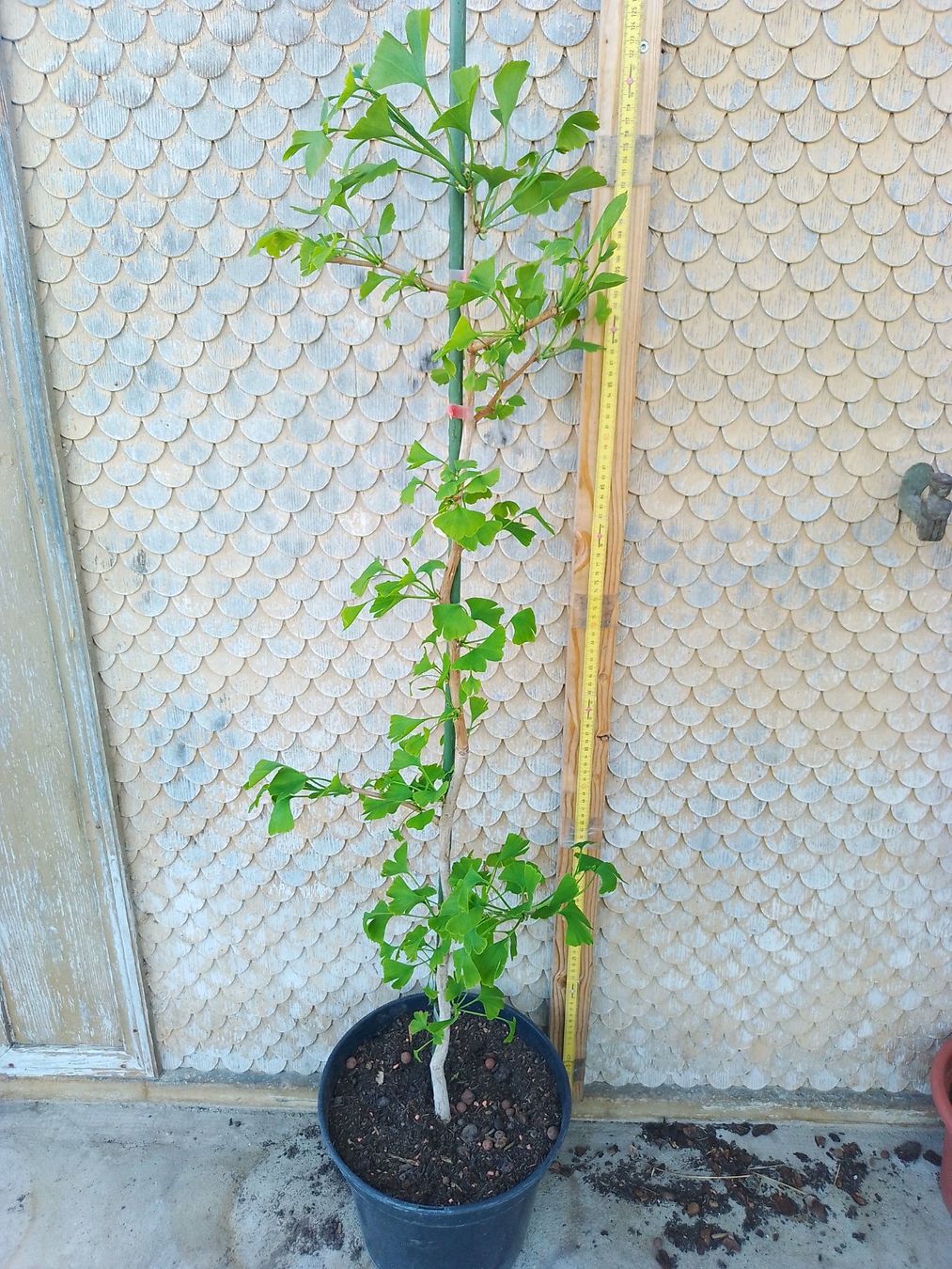 Piante & sementi: Fächerblattbaum - Ginkgo biloba - 1 Pflanze – Nuovo e nell'imballaggio originale da Sumiswald venduto da Cham14558 1
