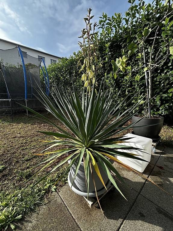 Piante & sementi: Yucca Palme  – Nuovo e nell'imballaggio originale da Oensingen venduto da kikomad 1