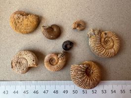 Ammoniten   LOT aus Marokko    naturbelassen      LOT