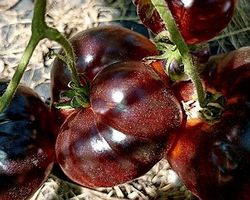 Ab 5.-fr 5 Samen RARITÄT Fleischiges Tomat MARMANDE CHOCOLAT