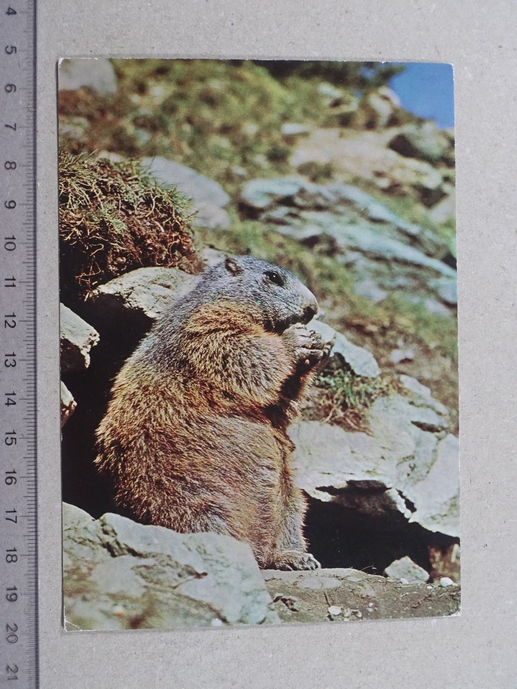Cartoline postali: Murmeltier, La Muntanella, Silvaplana, 1977 – Usato da Lenzburg venduto da fh1
