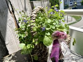 Glockenblumen im Korb 
