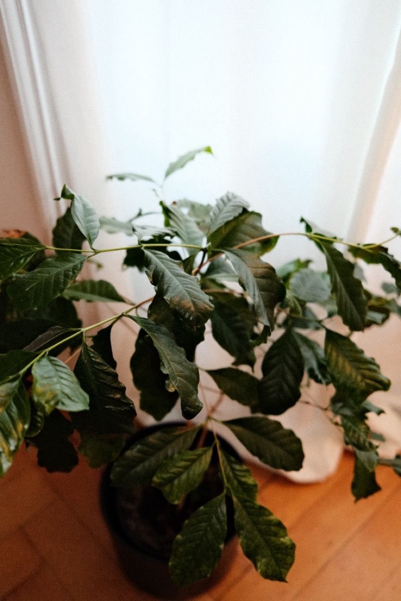Plantes & graines: Kaffeepflanze – D'occasion à Zürich par dvblch 2