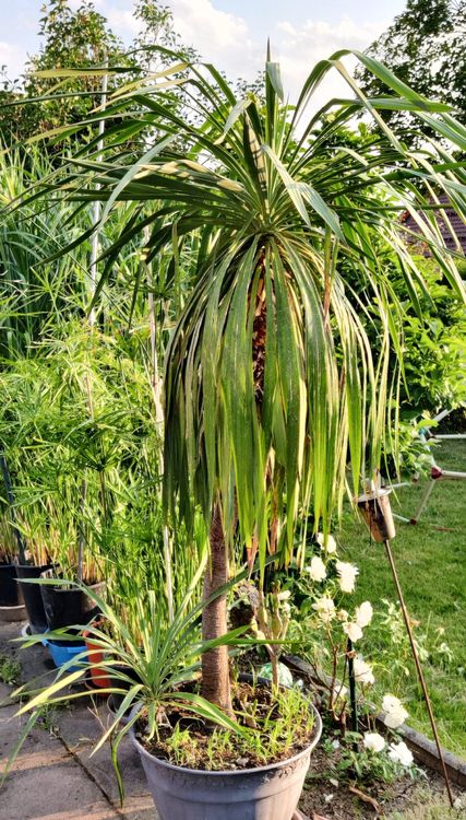 Yucca Palme Palmlilie Pflanze Balkon Terrasse Zimmer Kaufen auf Ricardo
