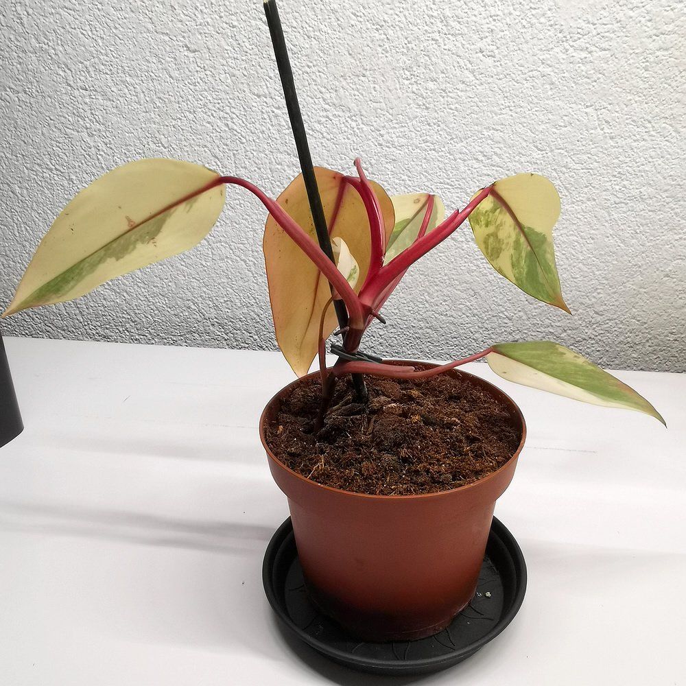 Piante & sementi: Philodendron Strawberry Shake – Nuovo (secondo la descrizione) da Walenstadt venduto da vkt_qc8d 3