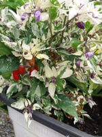 Samen Chili Purple Tiger variegata 10Stk 2026