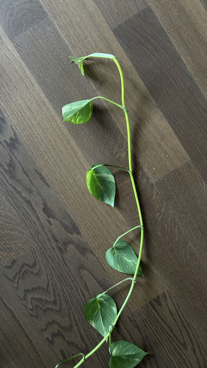 Efeutute Pothos Hydrokultur (Gebraucht) in Mnsingen fr CHF 50  nur  Abholung auf Ricardo kaufen