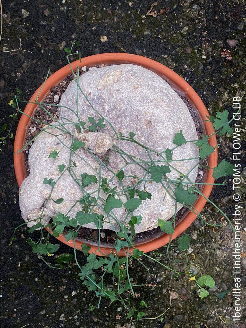 Plantes & graines: Ibervillea Lindheimeri - einfach nur einzigartig – Neuf avec emballage d'origine à Adliswil par astom369 1