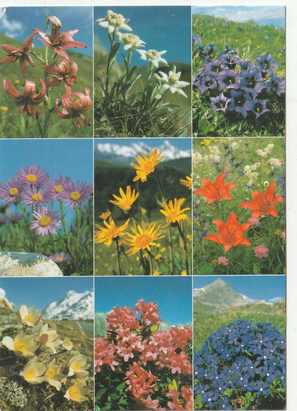 Ansichtskarten: 10  SchöneBlumenkarten – Gebraucht aus Lumbrein von made02 5