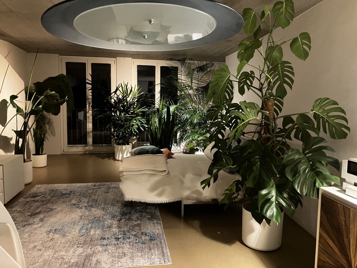 Piante & sementi: Monstera-Hydro – Usato da Avenches venduto da ChristinaW0102 3